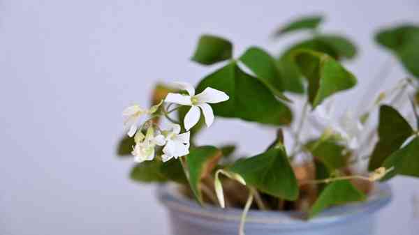 48633-94975-False-Clover-xl