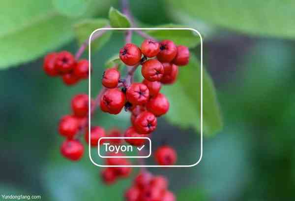 Microsoft-Lobe-machine-learning