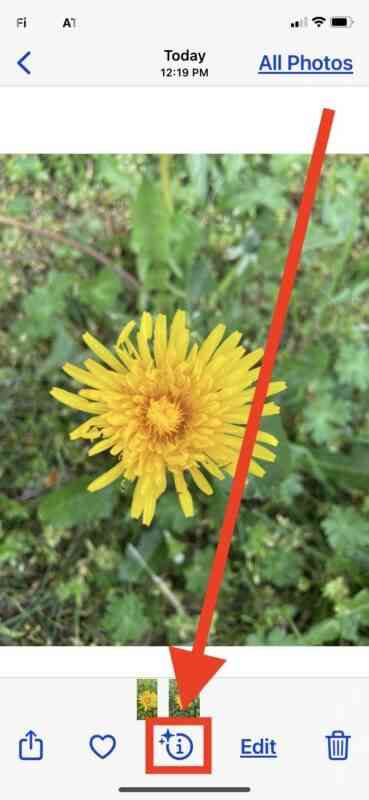 identify-plants-flowers-iphone-photo-siri-knowledge-1-369x800-1