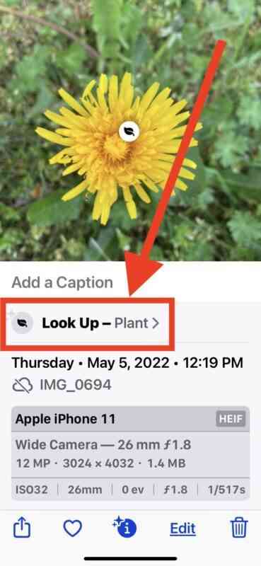 identify-plants-flowers-iphone-photo-siri-knowledge-2-369x800-1