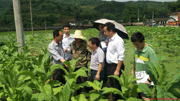 “白莲宝宝”科技引领产业发展、助力巩固脱贫成果