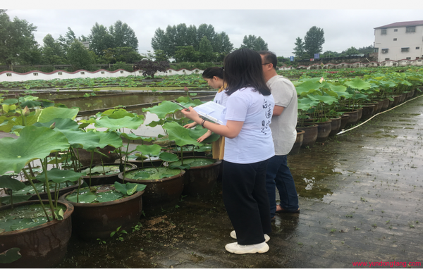 “白莲宝宝”科技引领产业发展、助力巩固脱贫成果