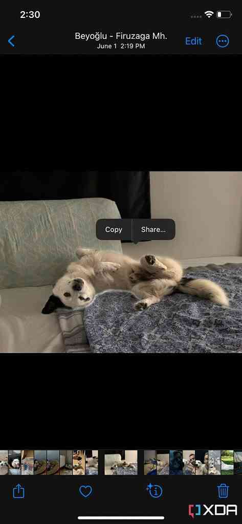 How-to-lift-subjects-from-a-background-in-Photos-on-iOS-and-iPadOS-16-1-473x1024-1