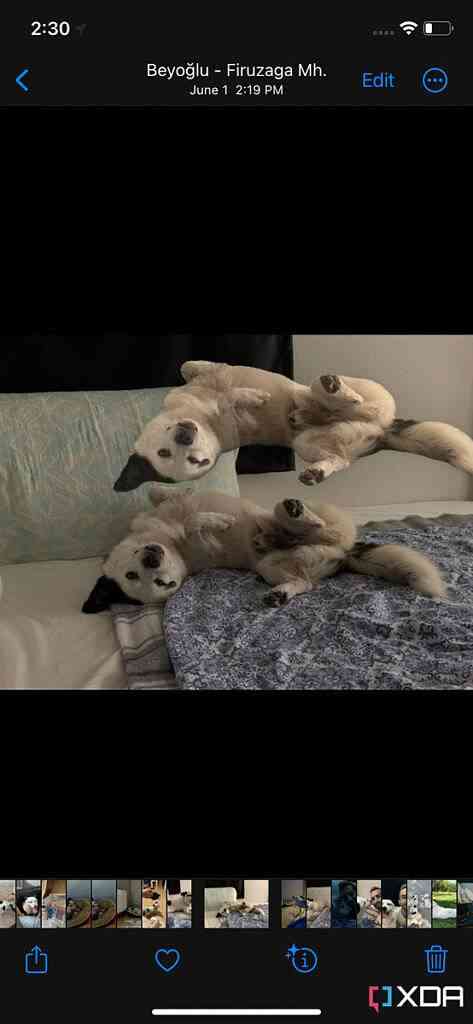 How-to-lift-subjects-from-a-background-in-Photos-on-iOS-and-iPadOS-16-4-473x1024-1