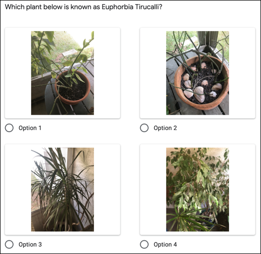 PreviewMultipleChoice-GoogleFormsImageQuestions