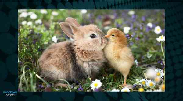 chick-bg-1