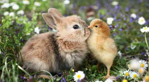 chicks-and-bunnies-theme-1
